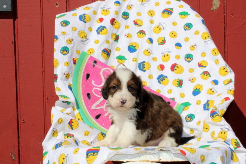 puppy, for, sale, Mini Bernedoodle F2, Matthew B. Stoltzfus, dog, breeder, Gap, PA, dog-breeder, puppy-for-sale, forsale, nearby, find, puppyfind, locator, puppylocator, aca